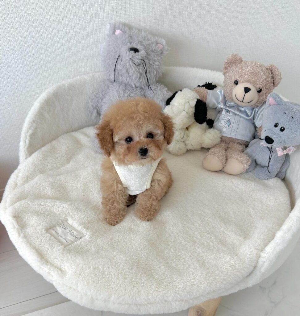 Teacup poodle puppies for adoption