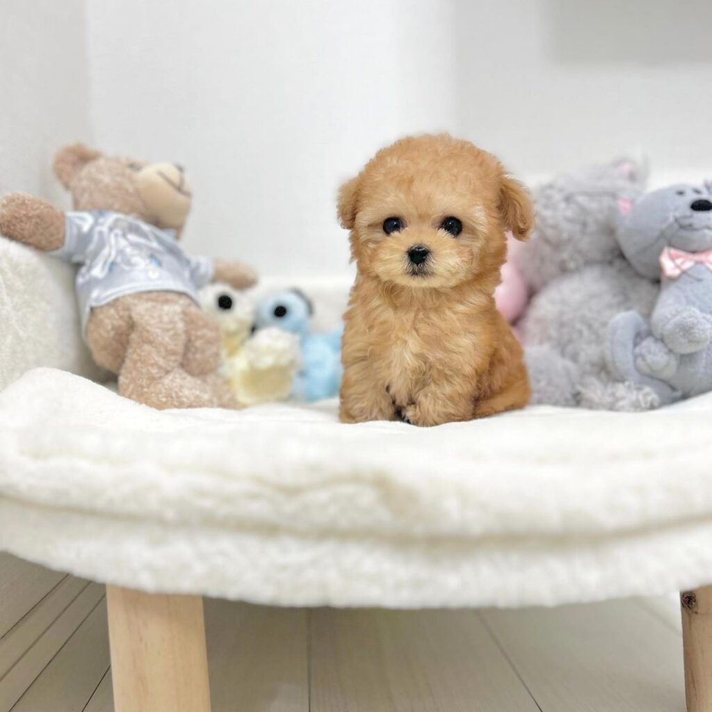 Healthy beautiful toy poodle