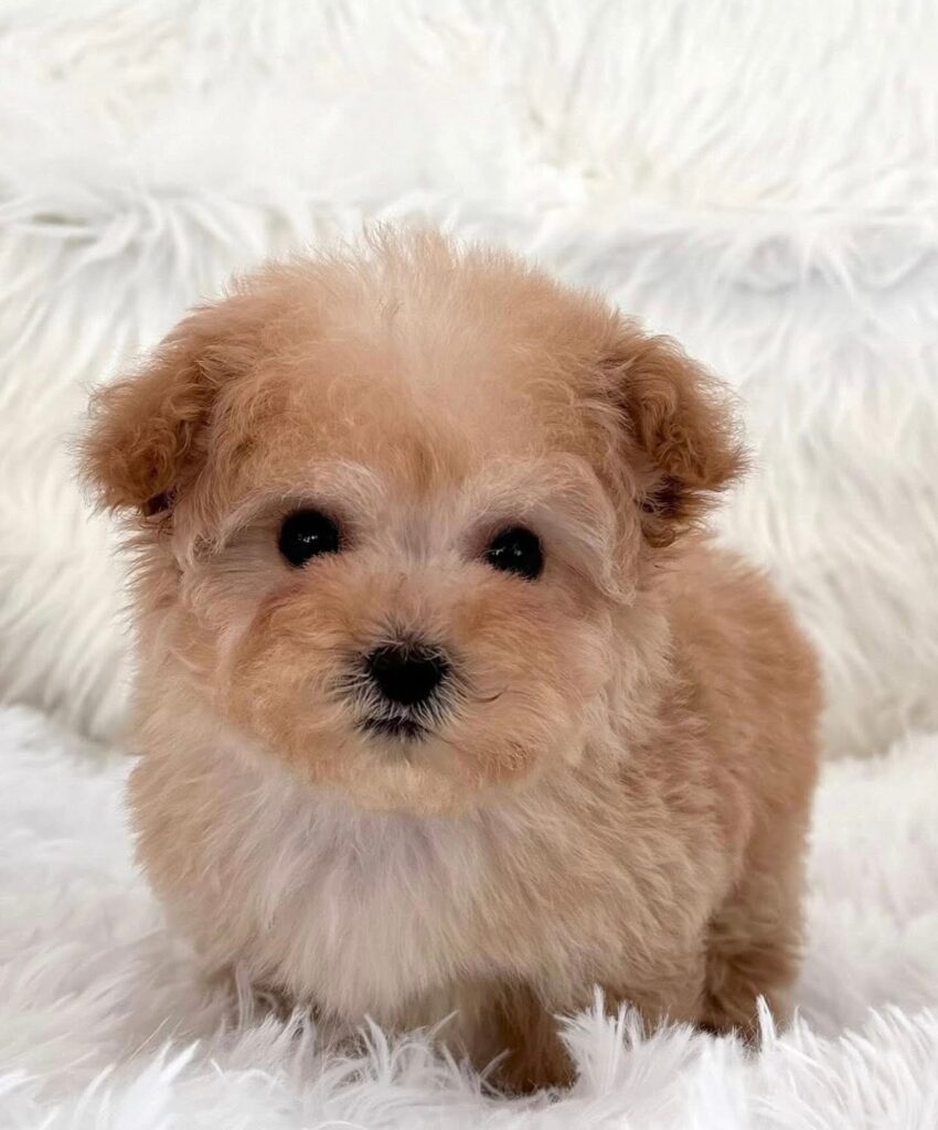 teacup poodle puppy
