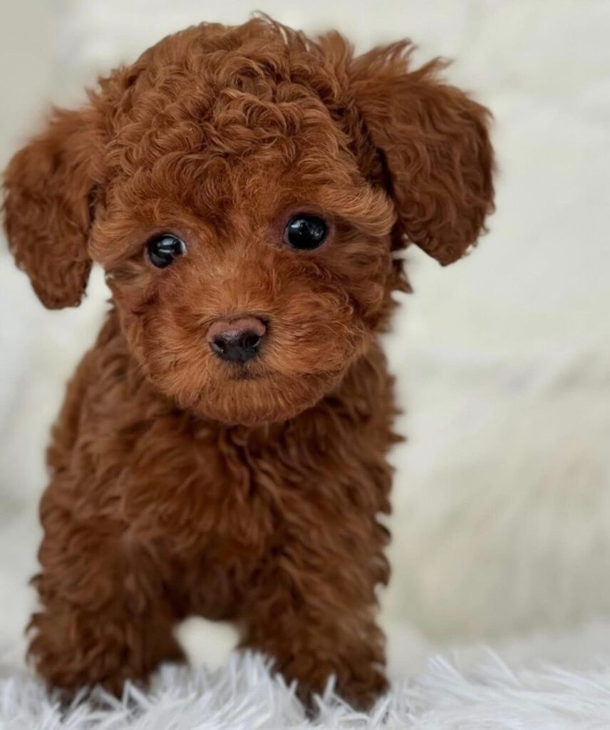healthy home raised poodle puppy