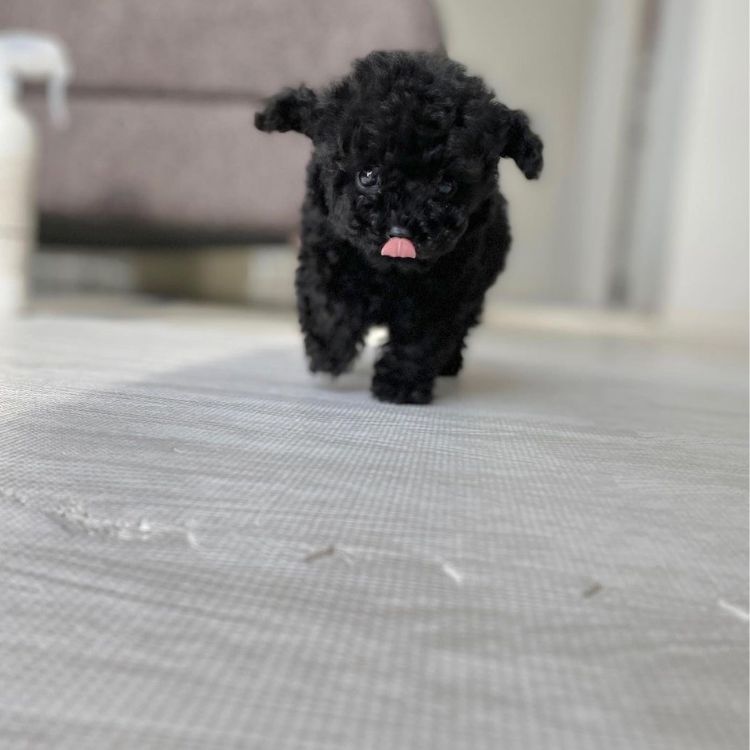 Toy poodle