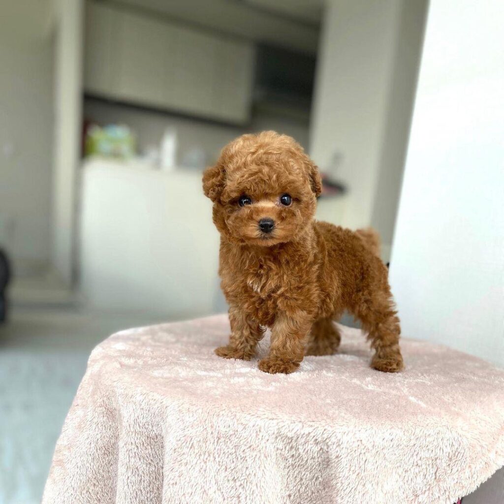 teacup poodle