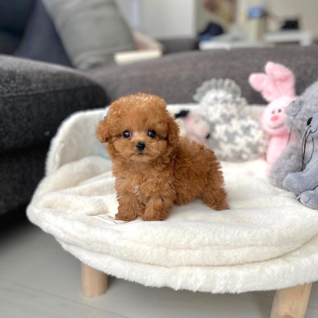 brown eye poodle puppy