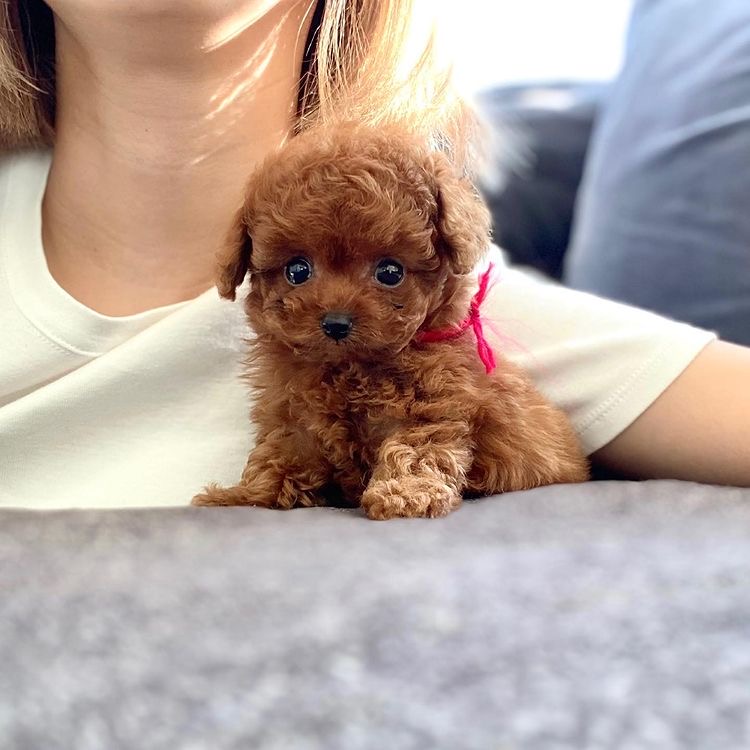 teacup poodle puppy for sale online